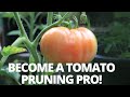 How to Prune Indeterminate Tomatoes & Identify Suckers