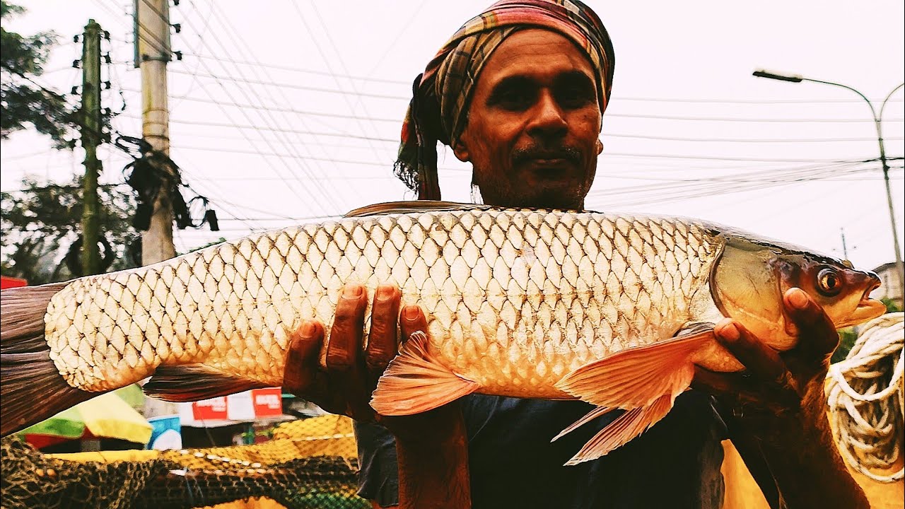 Big Rui Fish Cathing for sale - YouTube