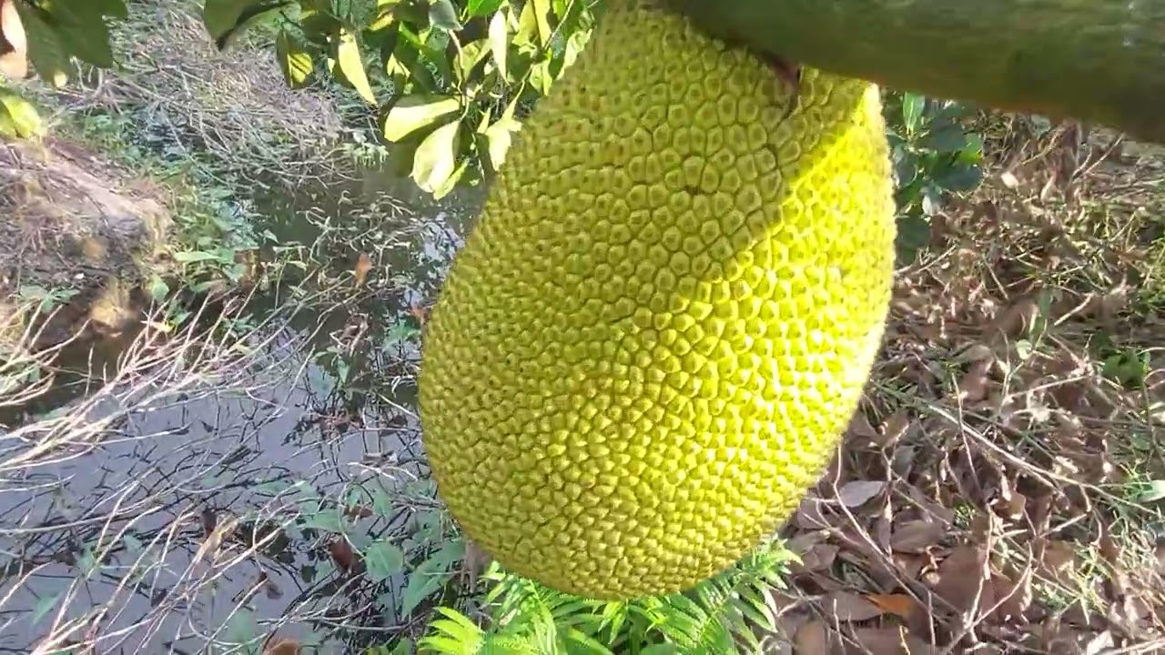 Vùng quê xa xôi ở Cái Bè đã lên vườn trồng Mít để xuất khẩu sang TQ