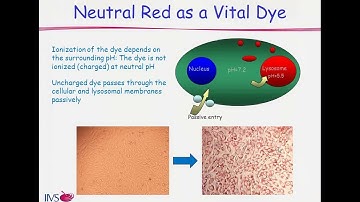 In Vitro Phototoxicity Assays