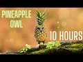 PINEAPPLE OWL 10 HOURS