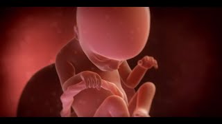 Gdf 8 Promotes Placenta Formation By Upregulating Mmp2 Via Snail