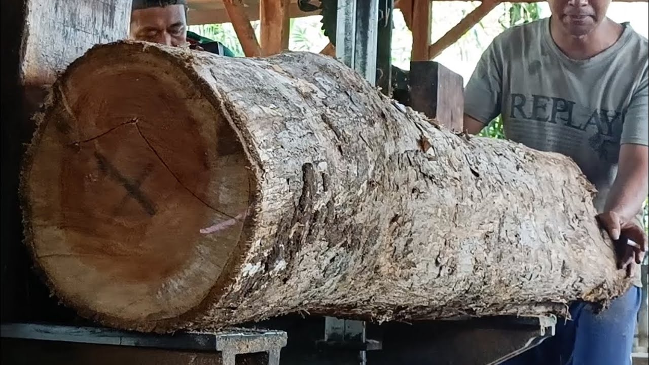 Logs at the Sawmill || extreme tree sawing - YouTube