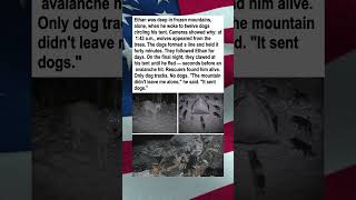 Stray Dogs Rescued Camper, Then Vanished