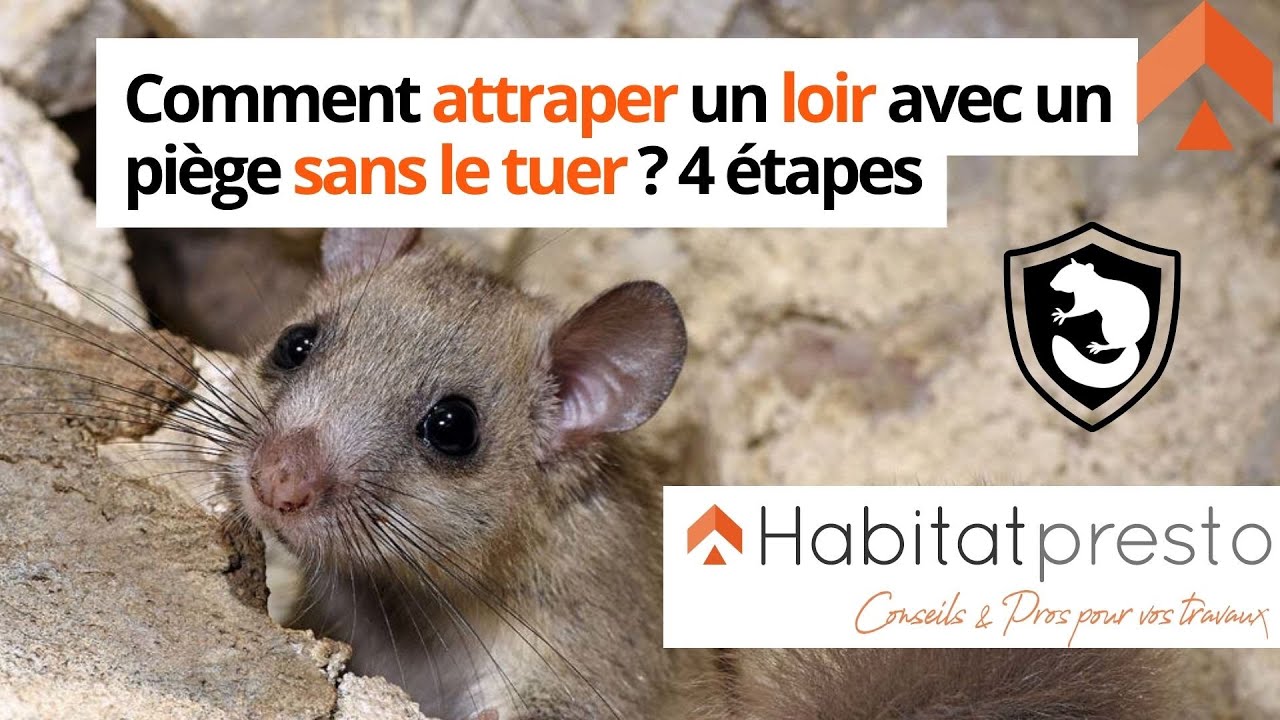 Comment se débarrasser d'un loir dans une maison ? Nos méthodes 