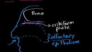 Olfaction - structure & function