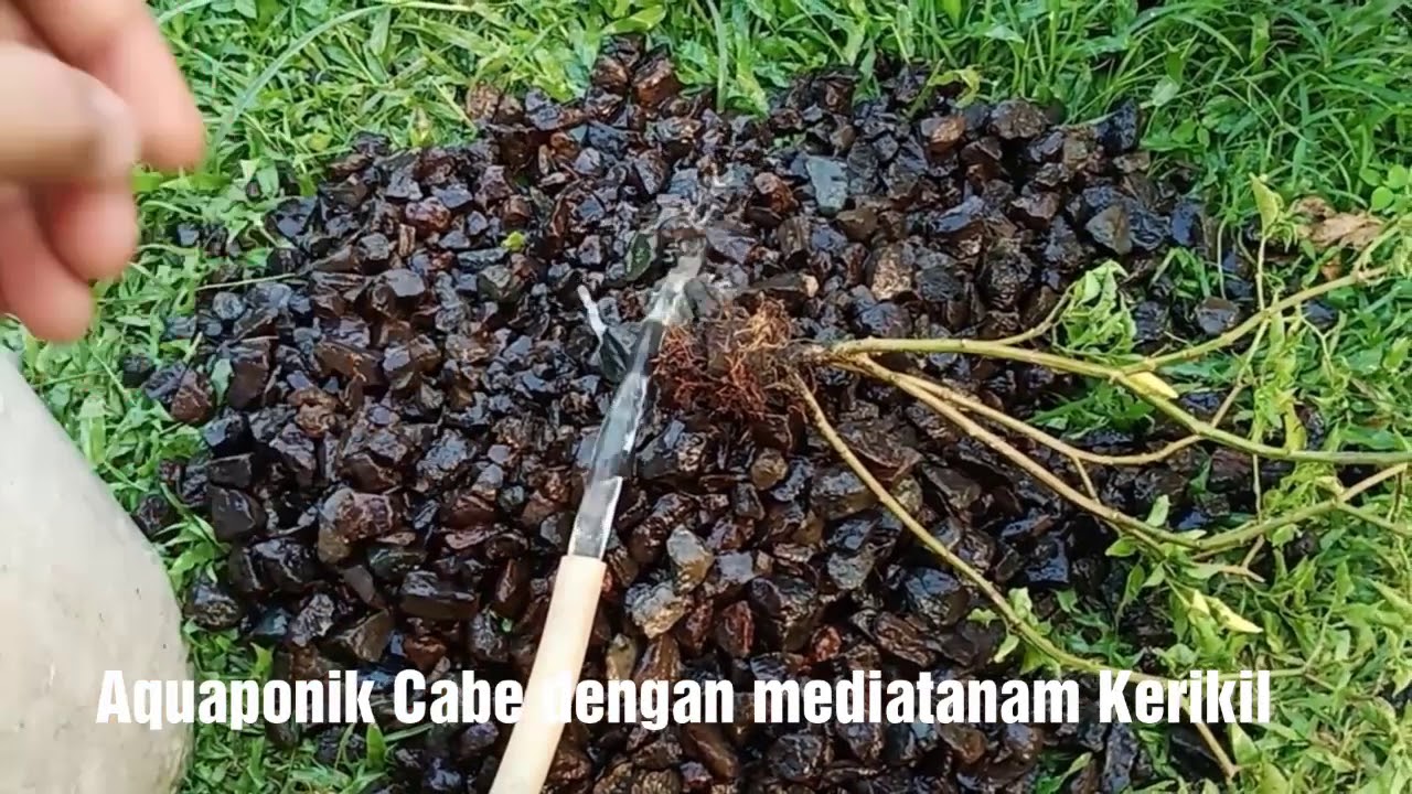  Cara menanam cabe tanpa pupuk  dengan mediatanam kerikil 