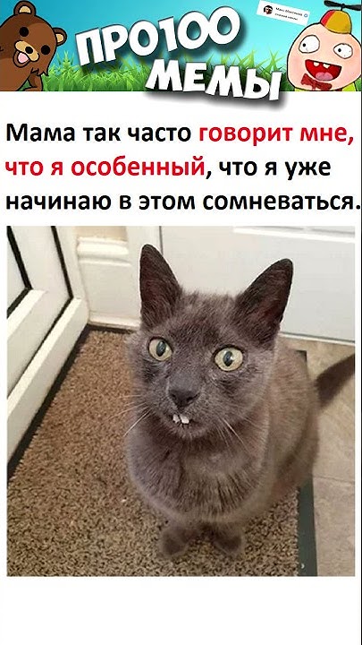 Немного картинок для настроения 117 - ЯПлакалъ Мемы про котов, Веселые мемы, Сме