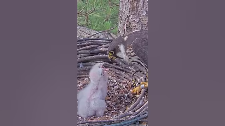 P#930- Review mother birds brings food to feed her babies in the nest, baby birds life #birdslover
