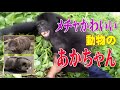 メチャかわいい動物の赤ちゃん！ 『くすぐられるチンパンジーが癒される』