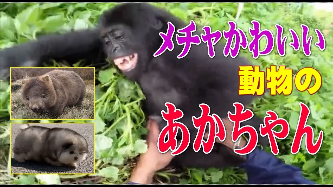 メチャかわいい動物の赤ちゃん くすぐられるチンパンジーが癒される Youtube