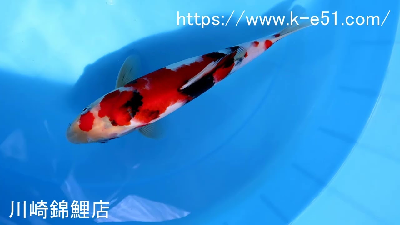 錦鯉3 特選錦鯉-K0373 昭和三色 - 錦鯉販売・川崎錦鯉店