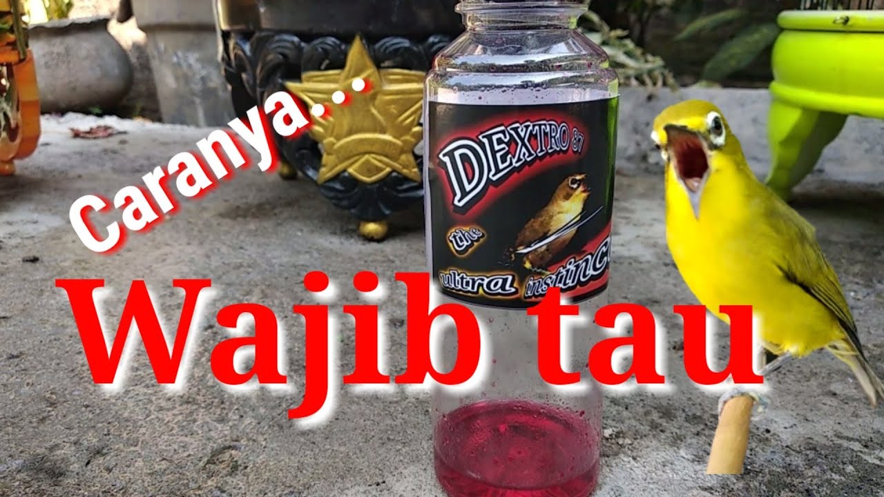 Cara pemakaian dextro 87, lengkap dengan pembuktiannya pada pleci