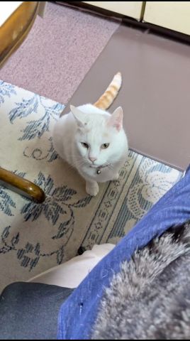 タンゴくんなっちゃんとコーヒーブレイク【26年5月31日その3】#cat #shorts