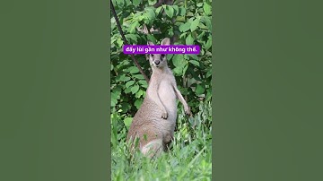 Kangaroo, biểu tượng độc đáo của nước Úc, có khả năng nhảy xa nhất bạn biết chưa?  #Kangaroo