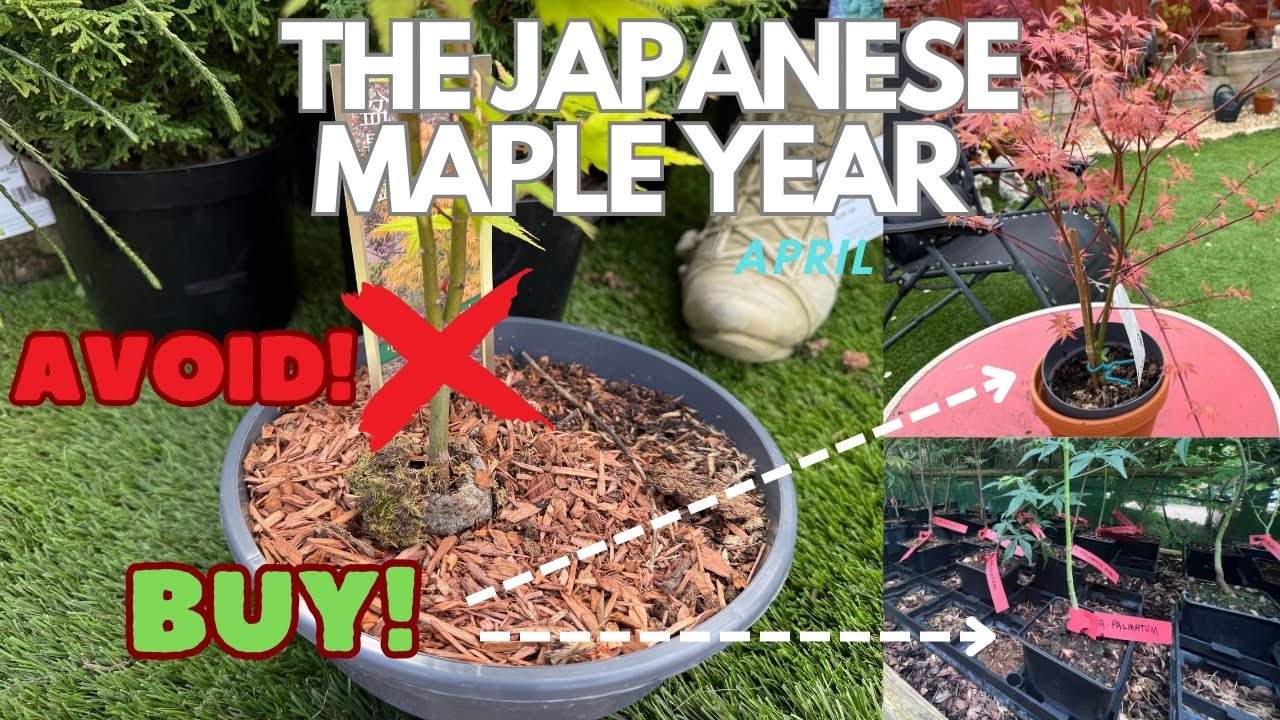 Japanese Maples: Avoid or Buy?