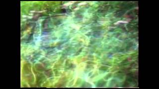Jim Wilson: Ayahuasca Brain Emulsifier