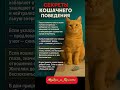 секреты кошачьего поведения