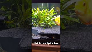 Tunnel’s are very popular. This is the extra large corner. Link in bio #aquarium #fish #aquariumfish