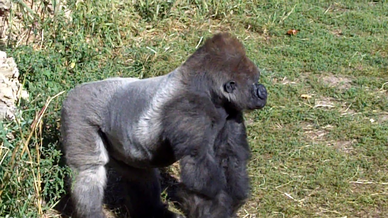 Gorilla Pounds Chest at St. Louis Zoo YouTube
