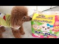 犬の紙おむつ【トイプードル／マナーおむつSS】