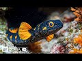 Blue Mirage 8K A Hypnotic Subaquatic Escape Blue Mirage 8K A Hypnotic Subaquatic Escape