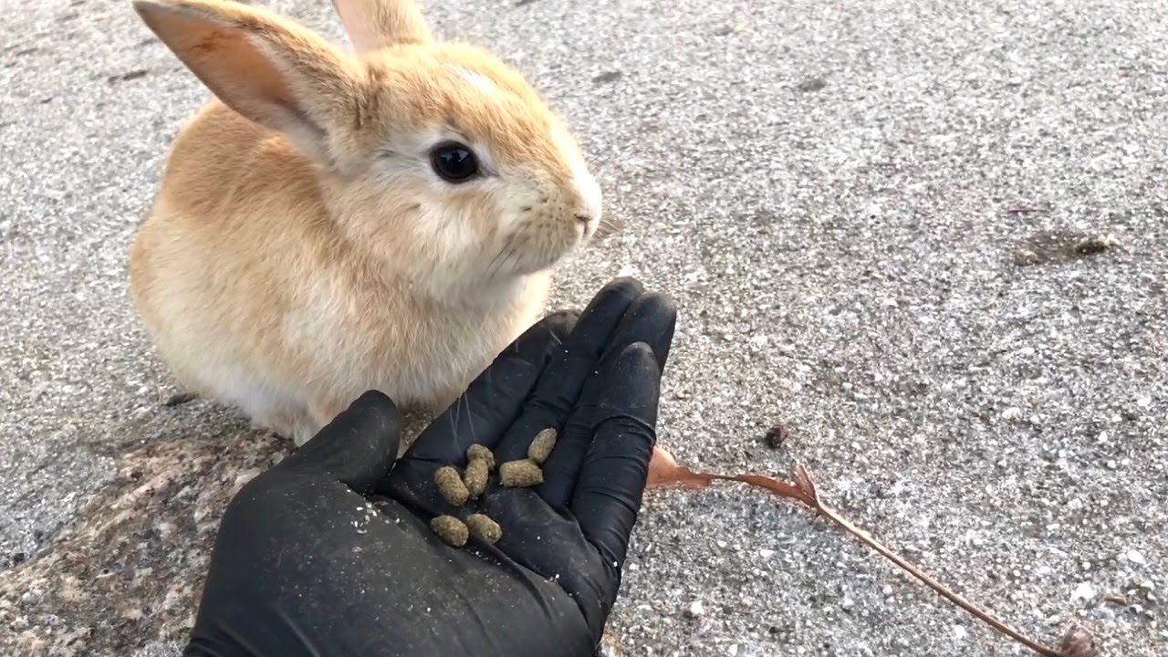 Pampered Rabbit I pampered a timid baby rabbit! - YouTube