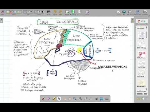 Video: Dove si trova la corteccia gustativa?