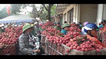 Giá Vải Thiều Lục Ngạn 5/6/2023 l Luc Ngan Lychee l Núi Đồi Lục Ngạn