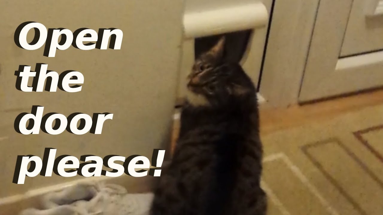 Cat banging the door flap to get attention Shorts YouTube