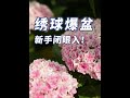 【园丁小饭】绣球≠无尽夏！新手闭眼入能爆盆的绣球还有它们