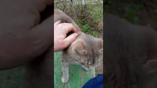 Белочка Неслась С Грохотом И Шумом.🌳🌲🐾🏡🐱