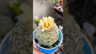 Asteria vtype  flower#farahgarden #cactus #cactusflower #cacti #flowers #asteria #astrophytum