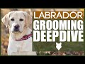 How To Groom A LABRADOR - GROOMING DEEPDIVE