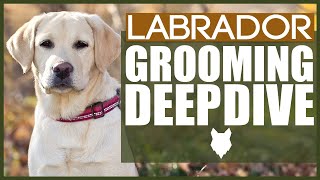 How To Groom A LABRADOR  GROOMING DEEPDIVE