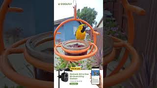 V02 Reelook AI Bird ID 1080x1920 260414 C cb