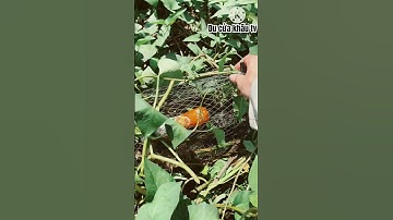 Thử đặt lờ cá lóc và cái kết #caloc