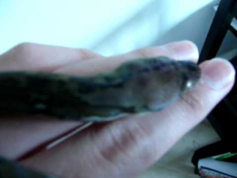 super dwarf reticulated python