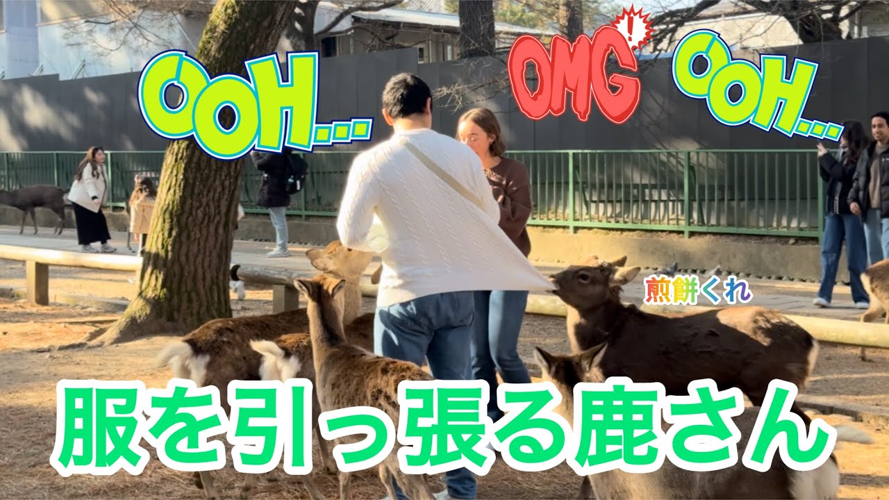 服を引っ張る鹿さん🫎早く煎餅が欲しい🍘奈良公園