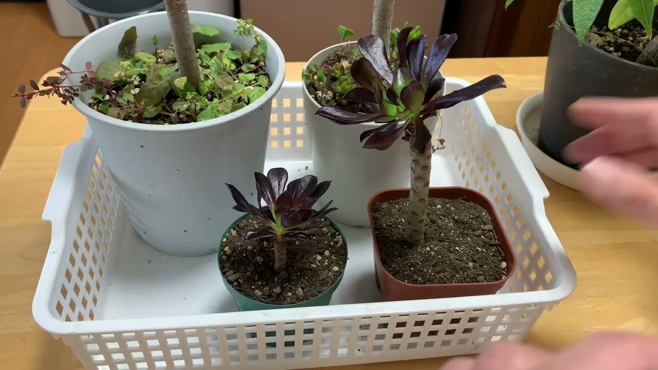 アエオニウム🪴黒法師を増やすなら秋がおすすめ❣️冬に成長するけど