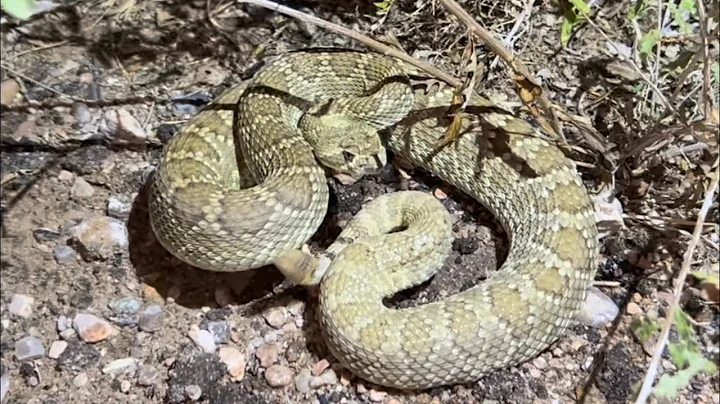 Great night road cruising for snakes in the Mojave desert.