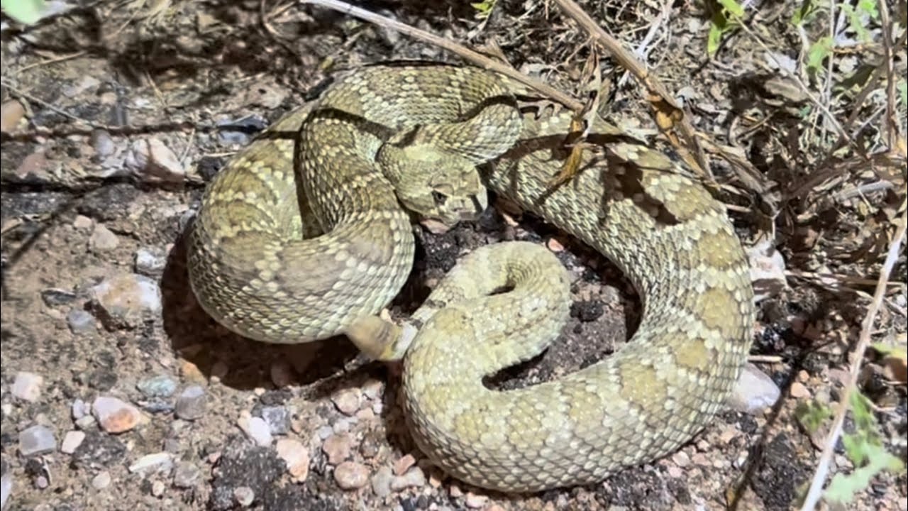 Great night road cruising for snakes in the Mojave desert.