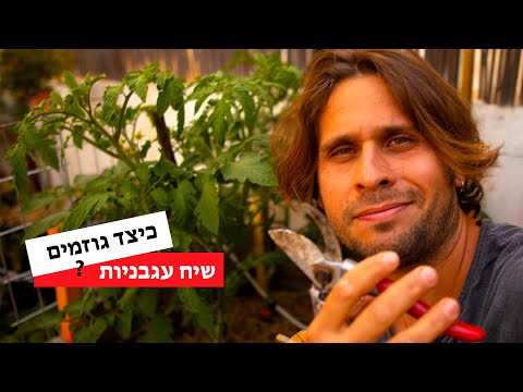 וִידֵאוֹ: חותמת זני עגבניות. כיצד לטפל בזנים סטנדרטיים של עגבניות