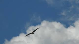 Nibbio Bruno In Volo