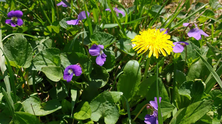 Violets and Dandelions - Winifred Hoffman and Frie...
