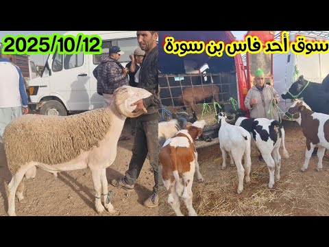 سوق أحد فاس بن سودة 2025 10 12 لحوالى ونعجة وماعز وبقرات وعجول كزاريين وكسابيين