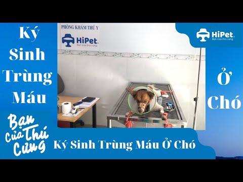 Video: Clorua Dư Thừa Trong Máu ở Chó