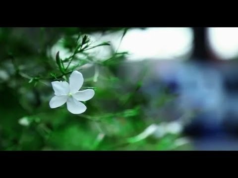 شآم لينا شماشيان اعداد يحيى يونس