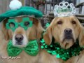 St. Patrick's Day - Irish Dogs!