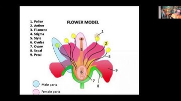 Nectar of Devotion - Part 2 - Chapter 1 - BPRS - 2020